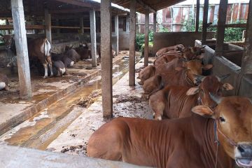 Kelompok tani ternak di Banyumas "kebanjiran" pesanan hewan kurban