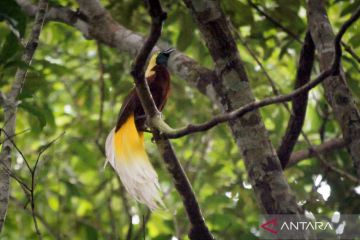 Burung cendrawasih terancam punah akibat perburuan