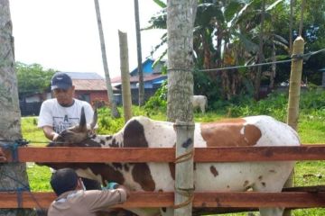 Menjadikan Malut pemasok sapi di Indonesia timur