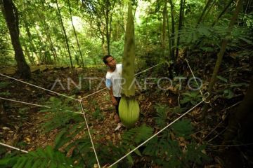 Perlindungan Amorphophallus di Taman Puspa Langka