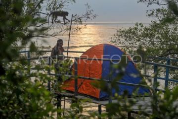 Perlindungan kawasan mangrove di Tanjung Jabung Barat