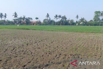 Pemkab Bekasi mitigasi areal sawah antisipasi kekeringan