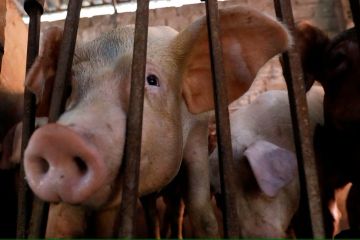 Vaksin flu babi Afrika pertama di dunia hampir disetujui di Vietnam