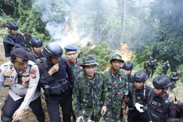 BNN musnahkan 1,5 hektar ladang ganja di Mandailing Natal