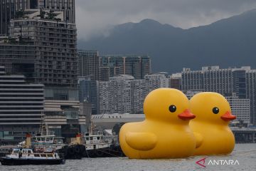 Instalasi sepasang bebek raksasa di perairan Hong Kong
