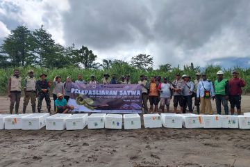 BBKSDA Papua-Freeport melepasliarkan 4.279 ekor satwa dilindungi