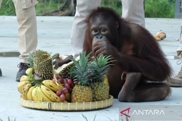 Perayaan ulang tahun orang utan di Solo