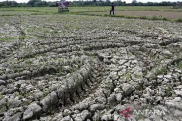 6.443 hektare sawah di Aceh rawan kekeringan pada musim tanam gadu ini