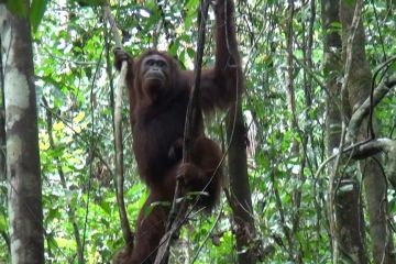 10 orangutan dilepasliarkan di Taman Nasional Bukit Raya Kalteng