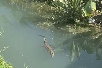 Polsek Banjarbaru Utara amankan seekor buaya di sungai