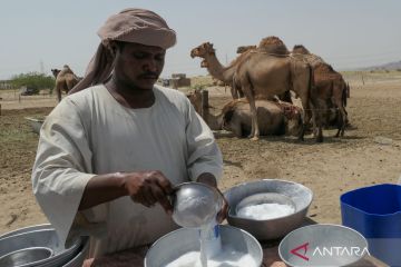 Produksi susu unta di Arab Saudi