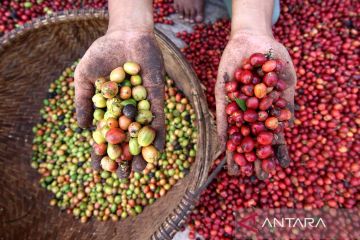 Panen kopi di Banyuwangi