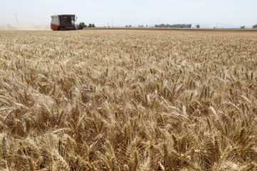 China panen besar gandum di Provinsi Henan