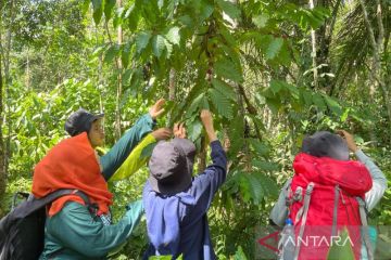 Wisata edukopi di Bukit Manjai