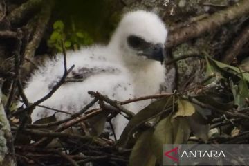 Populasi bertambah, anak elang jawa lahir di TN Gunung Gede Pangrango