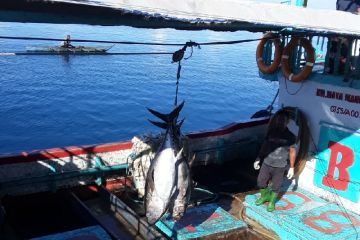 Mewujudkan Biak jadi pusat ekspor tuna di Papua