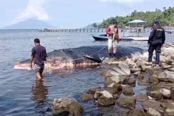 BKDSA selidiki penyebab kematian ikan paus di Pantai Tidore