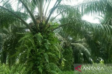 Perkebunan rakyat Kaltim siapkan 59 waduk hadapi musim kemarau