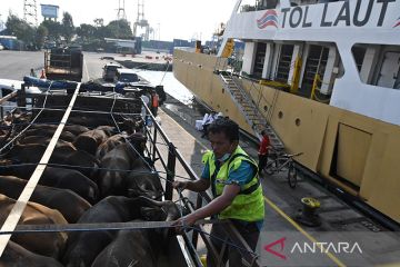 Legislator desak DKI perketat seleksi hewan ternak jelang Idul Adha