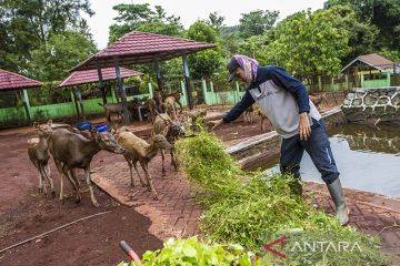 Penangkaran Rusa Sambar di Situs Geopark Meratus