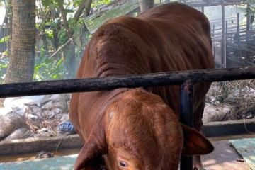 Presiden sumbang sapi kurban berbobot 840 kg untuk Jambi