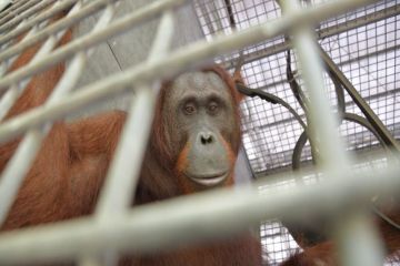 BKSDA lepasliarkan 10 orangutan ke TN Bukit Baka Bukit Raya