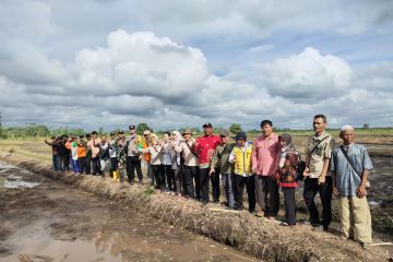 BRGM mengembangkan demfarm budi daya padi di lahan gambut