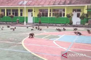 Monyet turun dari perbukitan, serbu sekolah SMAN 1 Ciampea Bogor