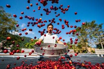 Berkenalan dengan "dokter kopi" dari Yunnan yang sedang naik daun