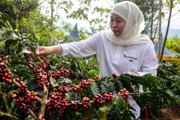 Menggaungkan kembali "Bondowoso Republik Kopi"