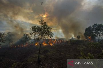 Kebakaran hutan dan lahan di Kalimantan Selatan