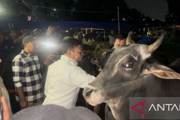 Peternak sapi Bima akui terbantu dengan percepatan izin jual Kementan