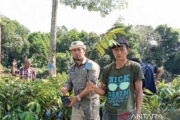 Beri bibit, Kementan bangun Kampung Hortikultura di Luwu Utara