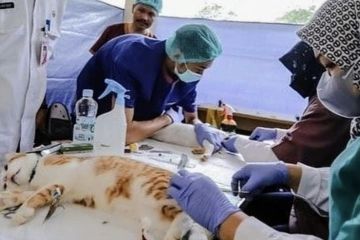 KPKP Jakarta Utara targetkan 5.500 hewan dapat vaksinasi rabies