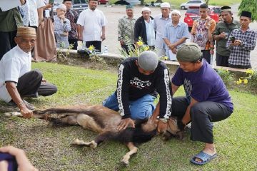 PTBA gelar pelatihan juru sembelih hewan kurban