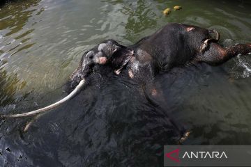 Seekor gajah sakit akan diterbangkan ke Thailand dari Sri Lanka