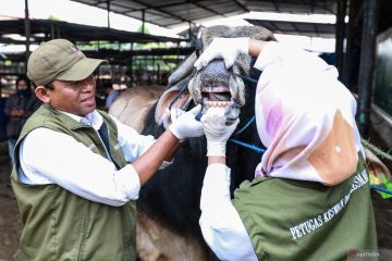 Dokter hewan beri tips memilih hewan kurban yang sehat