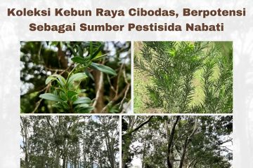 BRIN temukan sumber pestisida nabati dari tumbuhan jambu