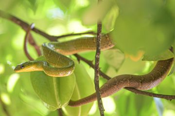 Ilmuwan China ungkap asal usul dan mekanisme evolusi ular