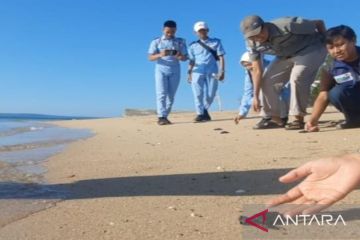 Warga dan mahasiswa lepas tukik di Pantai Sembilan Sumenep