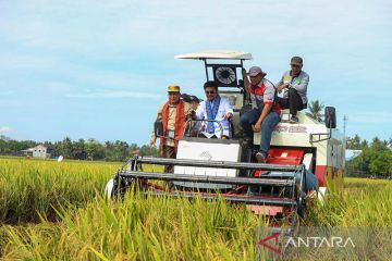 Mentan pastikan produksi beras aman hadapi El Nino