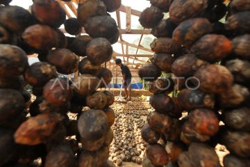 Permintaan ekspor buah pinang meningkat