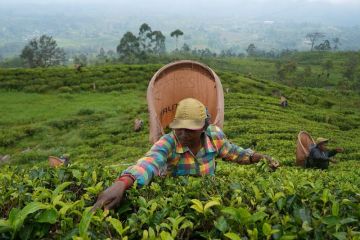 Sri Lanka dan Iran akan barter teh dengan minyak