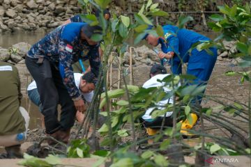 Cegah abrasi, tanamlah mangrove