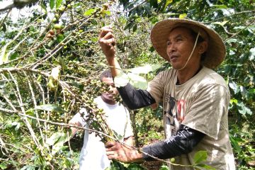 Kopi Tirto, secangkir kopi merawat bumi