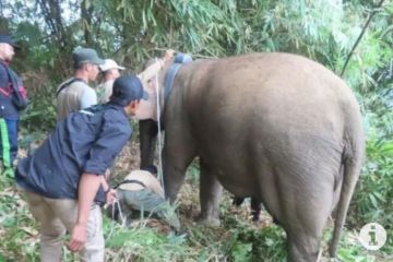 Kawanan gajah liar rusak rumah warga di Lampung Barat