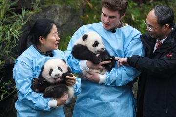 Pendiri kebun binatang Belgia terima surat balasan dari Presiden China