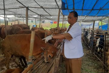 DKPP Surabaya: Kesehatan hewan kurban bisa dicek lewat "ear tag" 