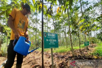 Mengenal hutan hujan tropis di Kota Banjarbaru