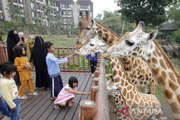 Peringatan Hari Jerapah Sedunia di Baobab Safari Resort